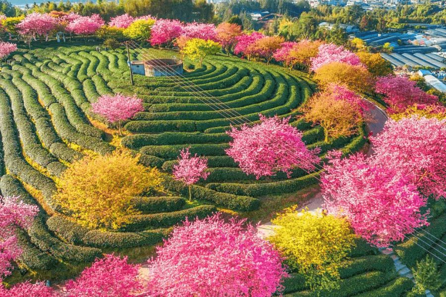 china-sakura