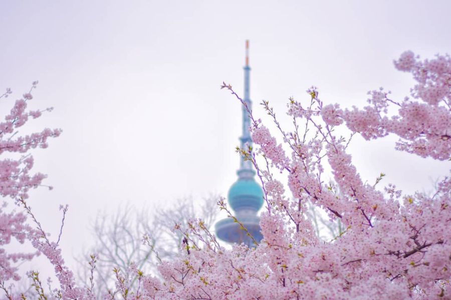 china-sakura