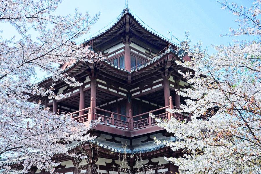 china-sakura