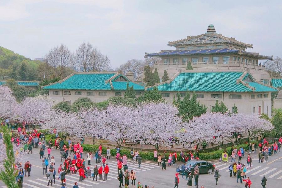 china-sakura