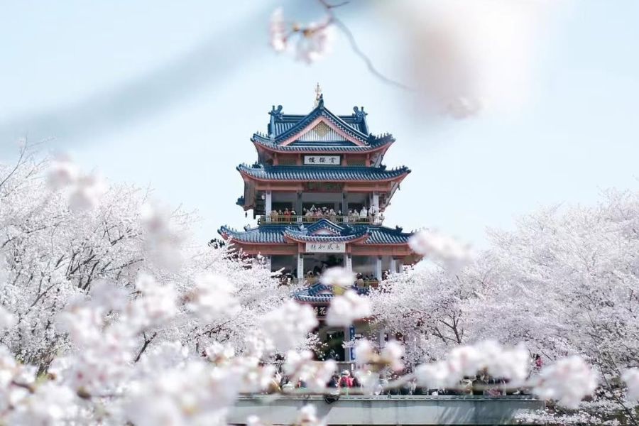 china-sakura