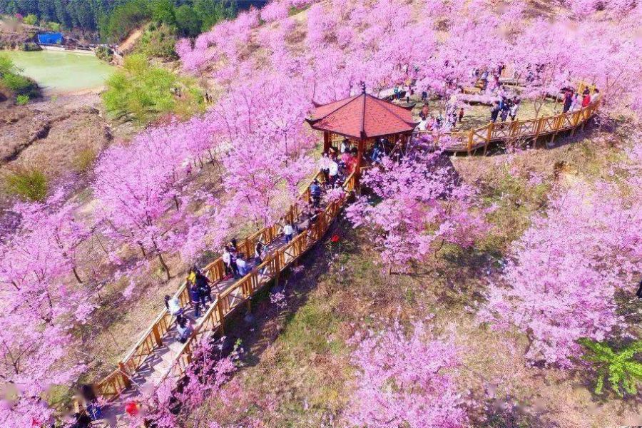 china-sakura