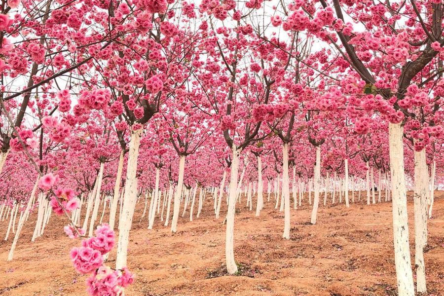 china-sakura
