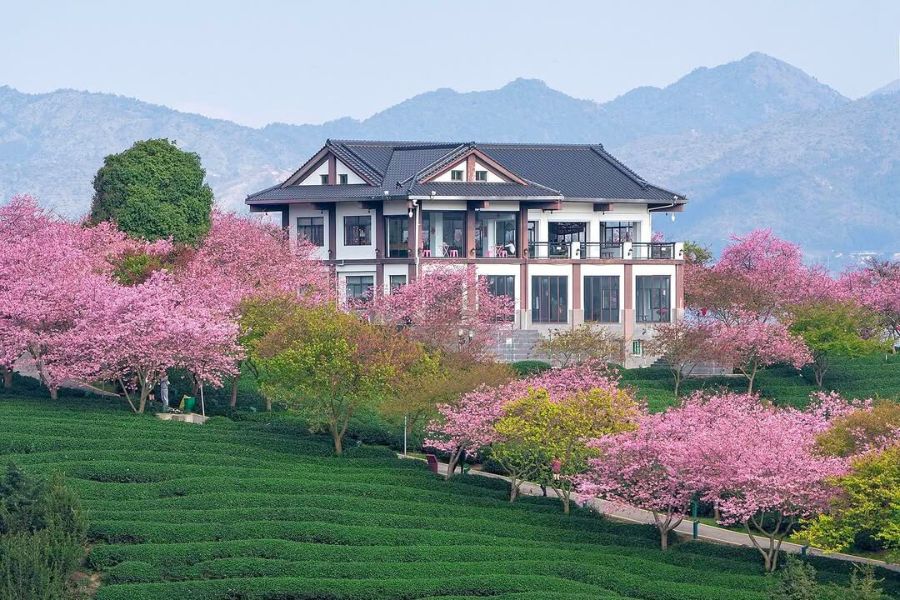 china-sakura