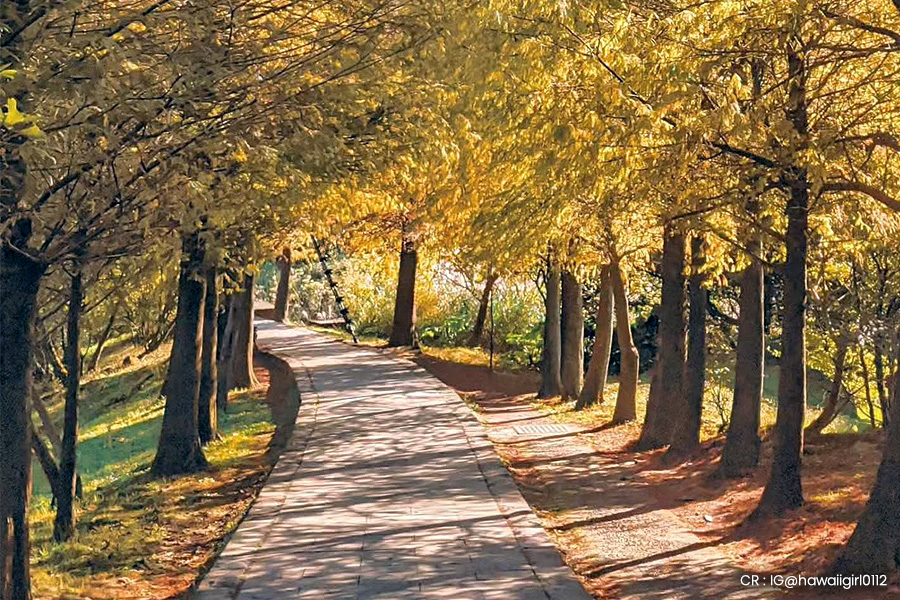 taiwan-autumn